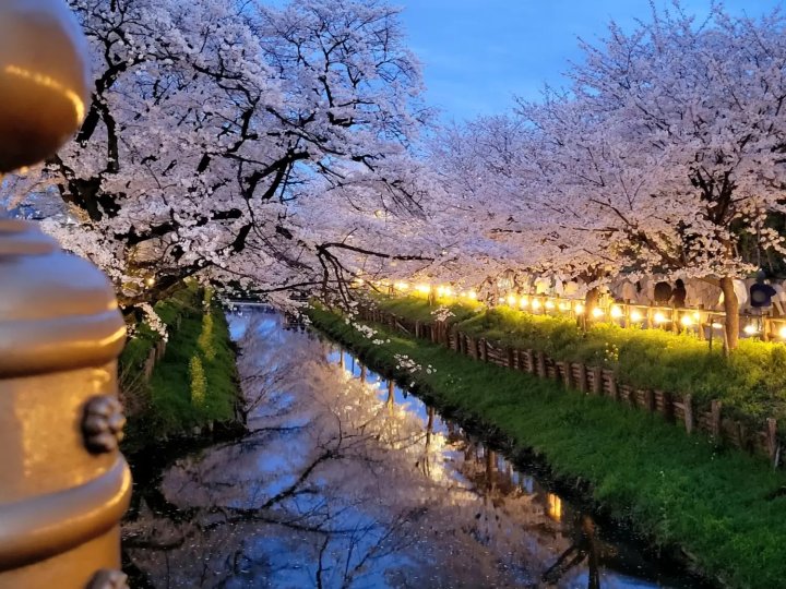 🌸 신가시 강 벚꽃길 (신가시 리버뱅크 체리 블로섬) 이미지 8